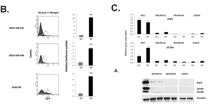 fig2b