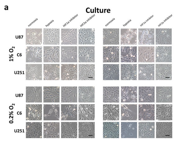 fig4a