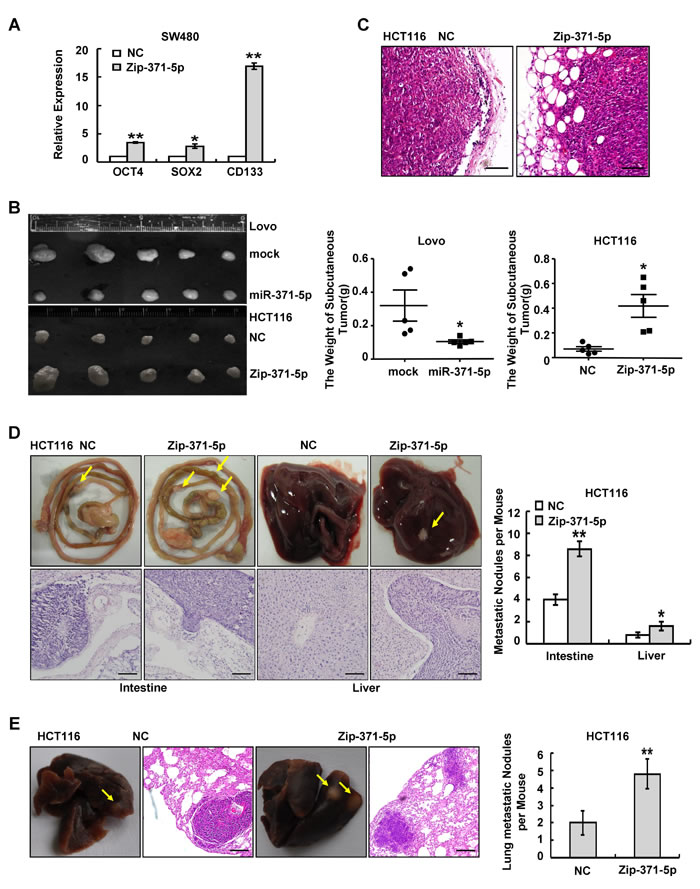 fig2