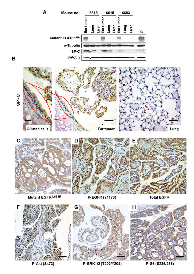 fig2