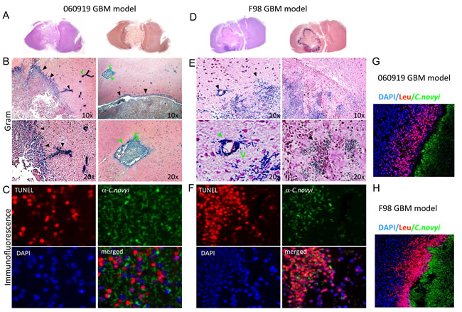 fig4