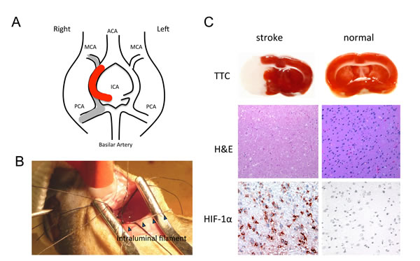 fig6