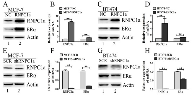 fig2