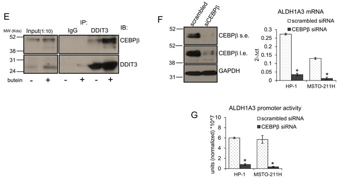 fig2b