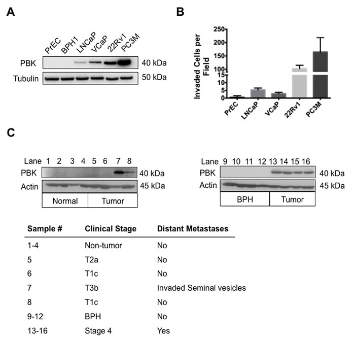 fig1