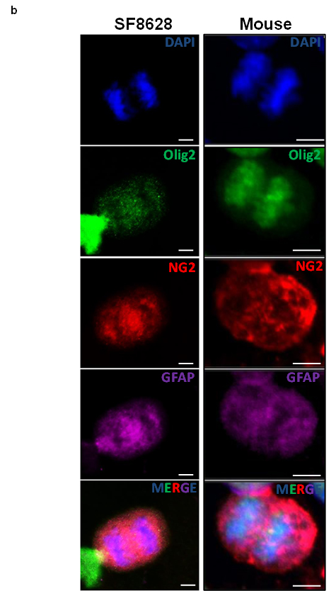 fig4b