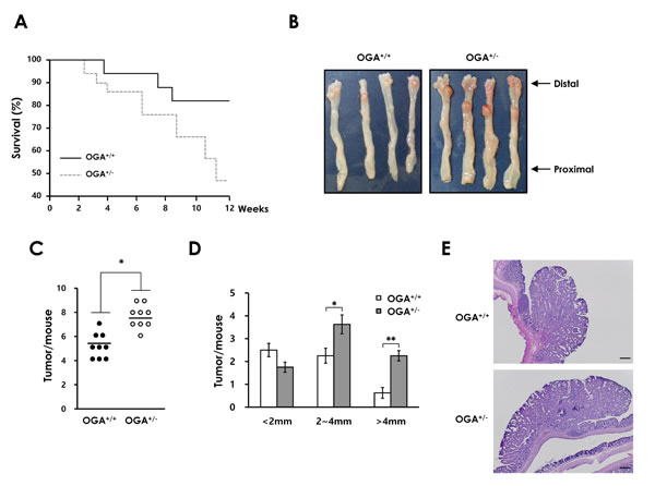 fig4