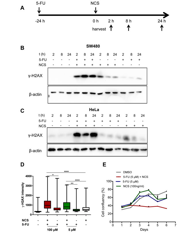 fig1