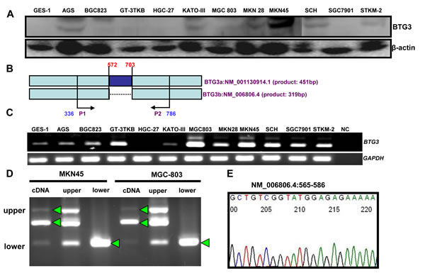 fig1a