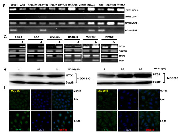 fig1b