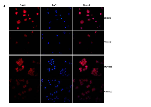 fig2h