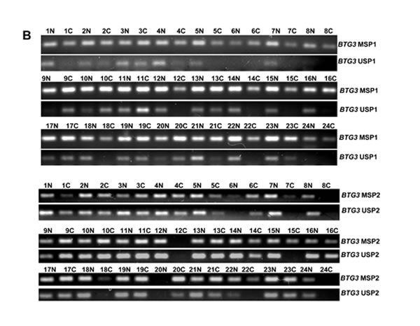 fig4b