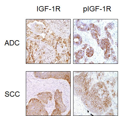 fig1