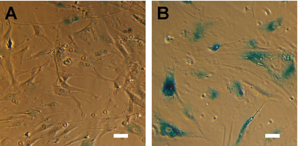 fig1