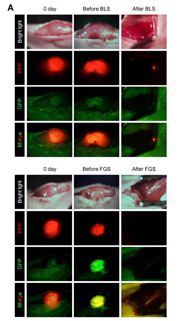 fig2a