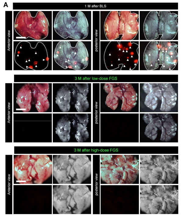 fig6a