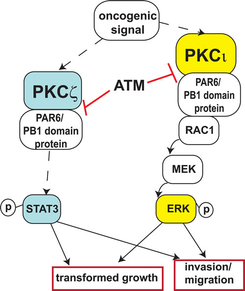 fig7