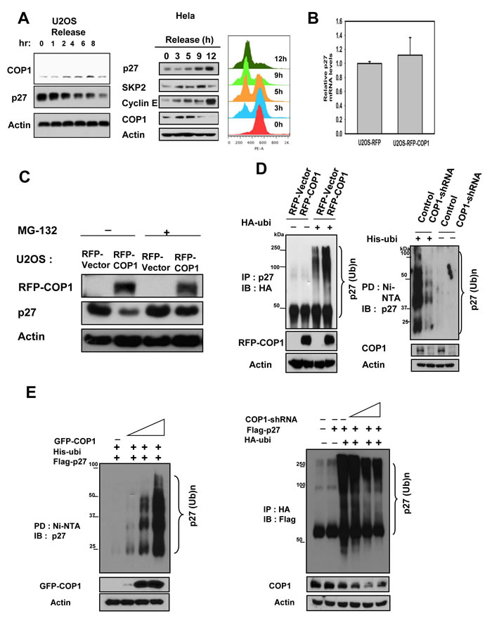 fig2