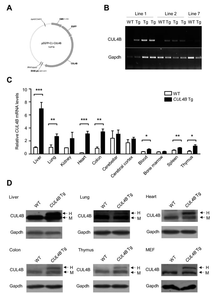 fig1