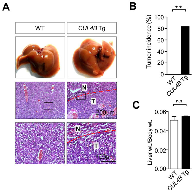 fig2