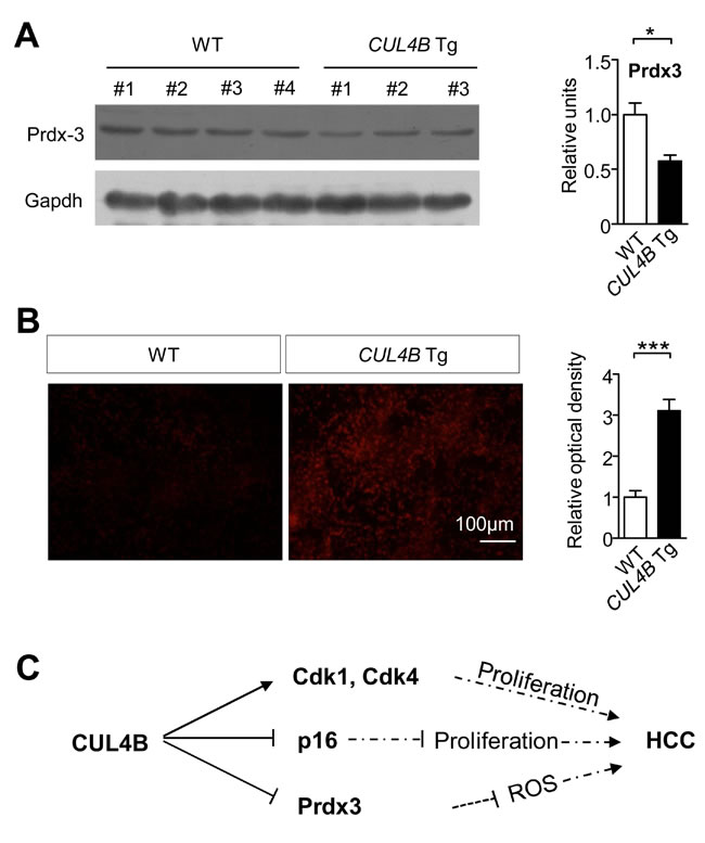fig6