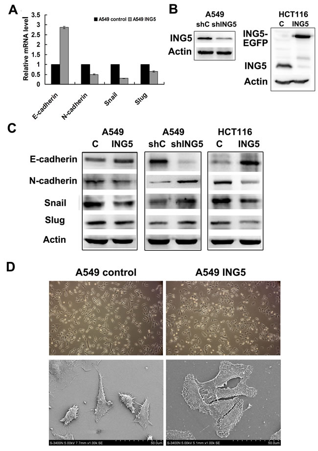fig4