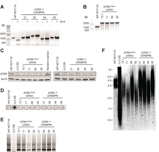 fig1