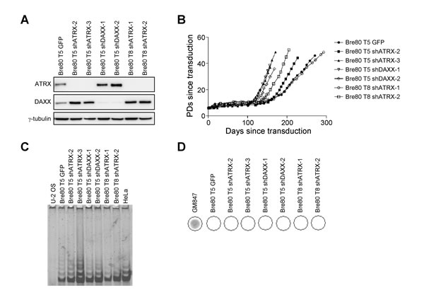 fig2