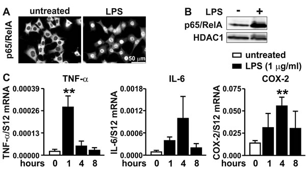 fig2