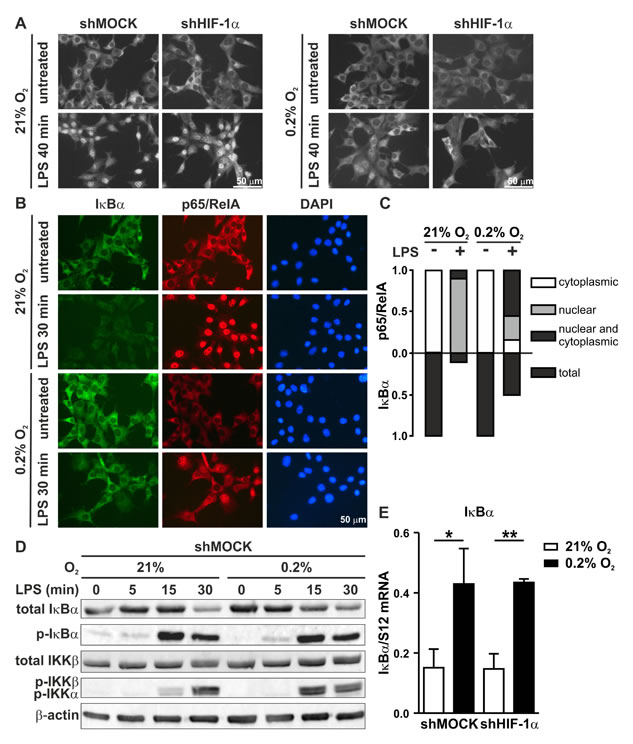 fig8