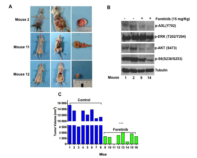 fig4