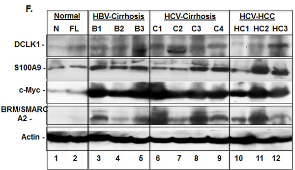 fig2b