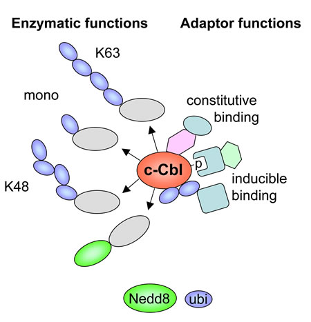 fig2