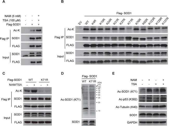 fig1
