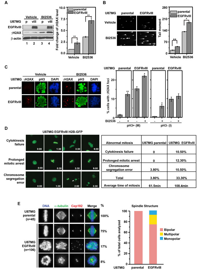 fig2