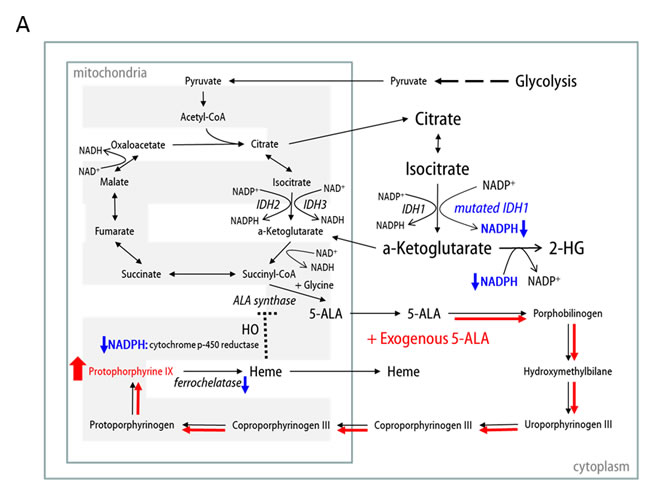 fig5a