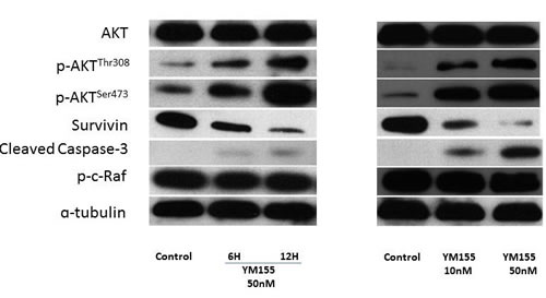 fig2