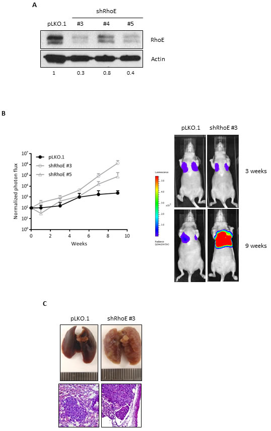 fig5