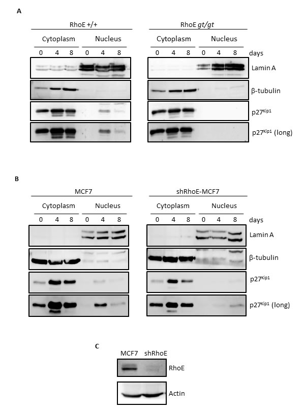 fig2
