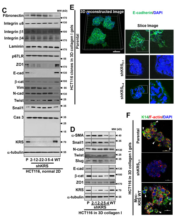 fig1b