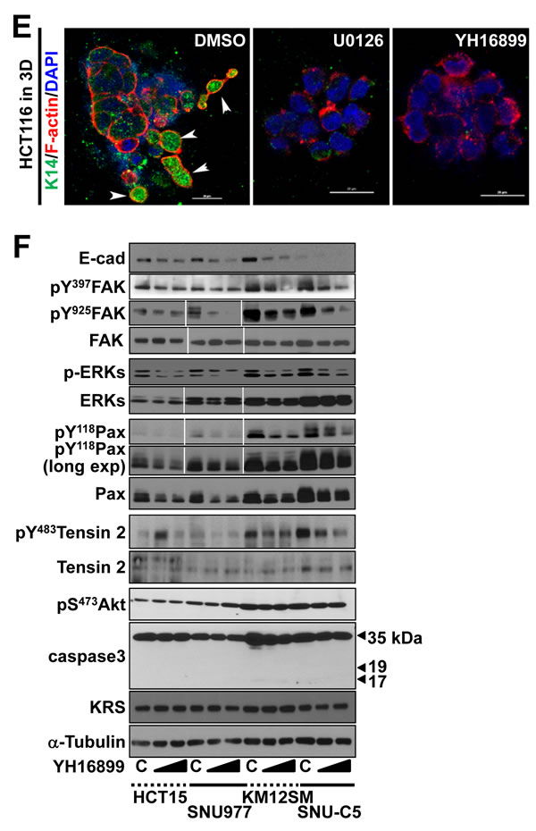 fig4c