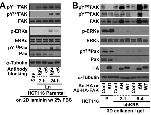 fig5a
