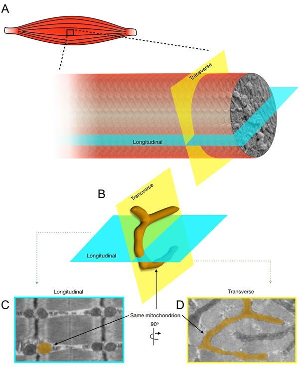 fig3