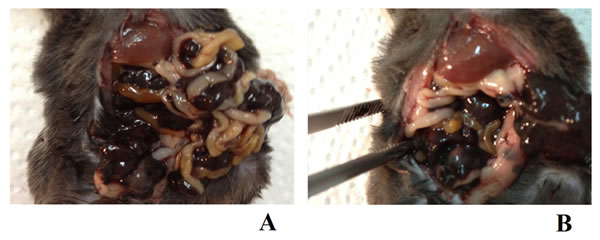 fig12