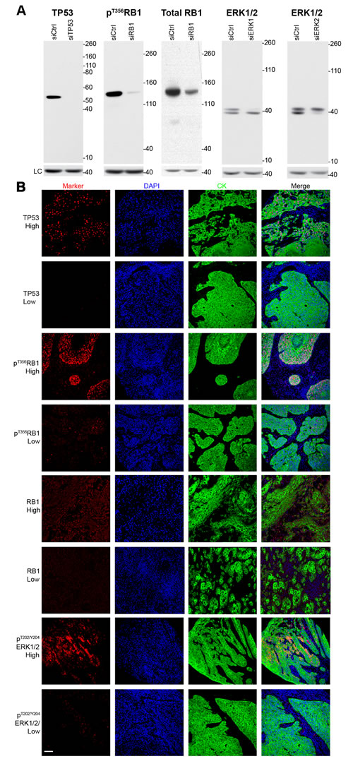 fig1