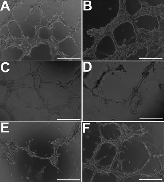 fig7