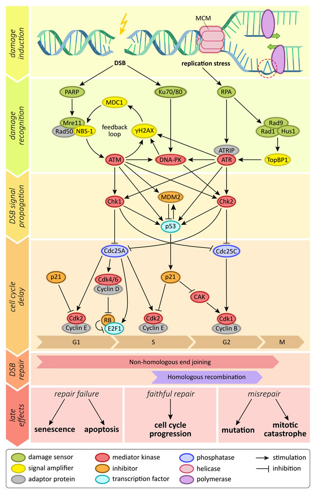 fig1