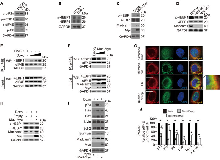 fig4