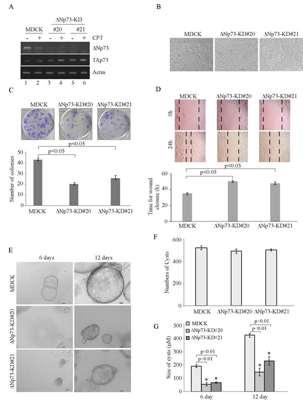 fig2