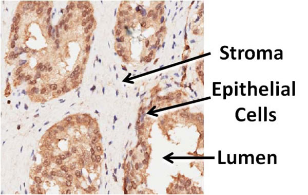 fig3